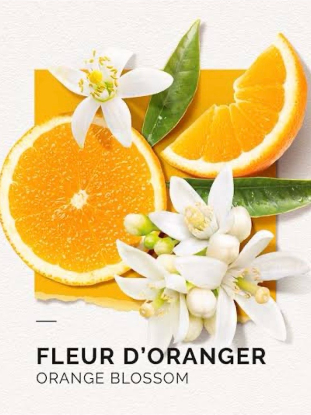 Solinotes Oranger